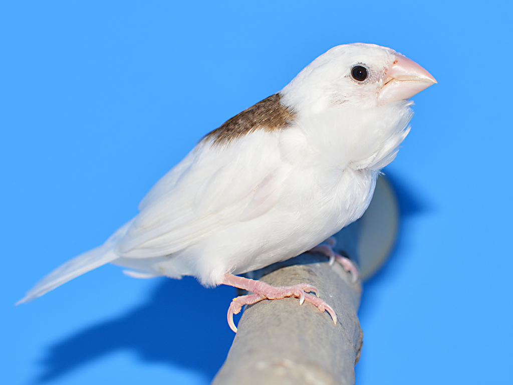 ⑪和十姉妹:芸物含む首席