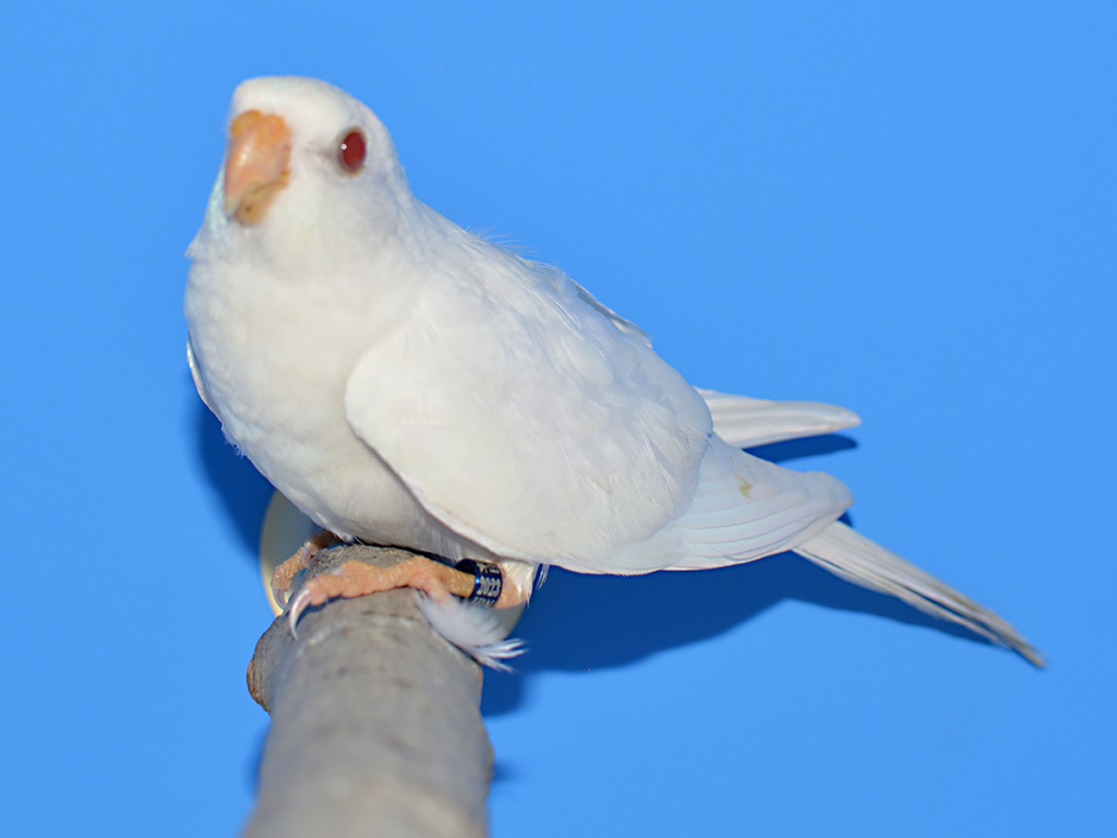 ⑩その他:オウム等首席