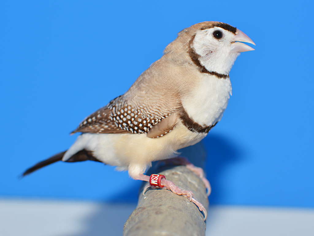 ⑭その他のフィンチ首席