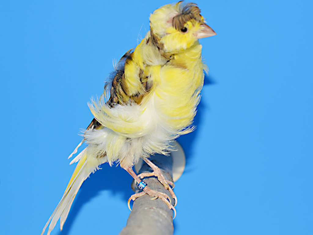 ⑦カナリア首席