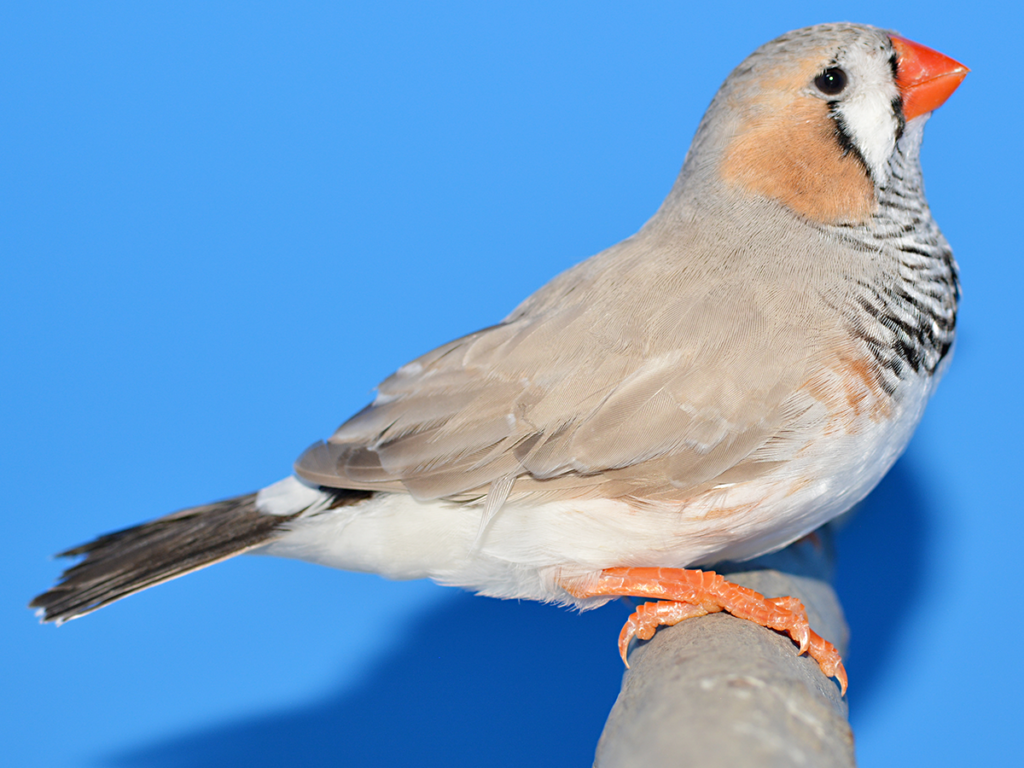 ④キンカ鳥:ノーマル首席