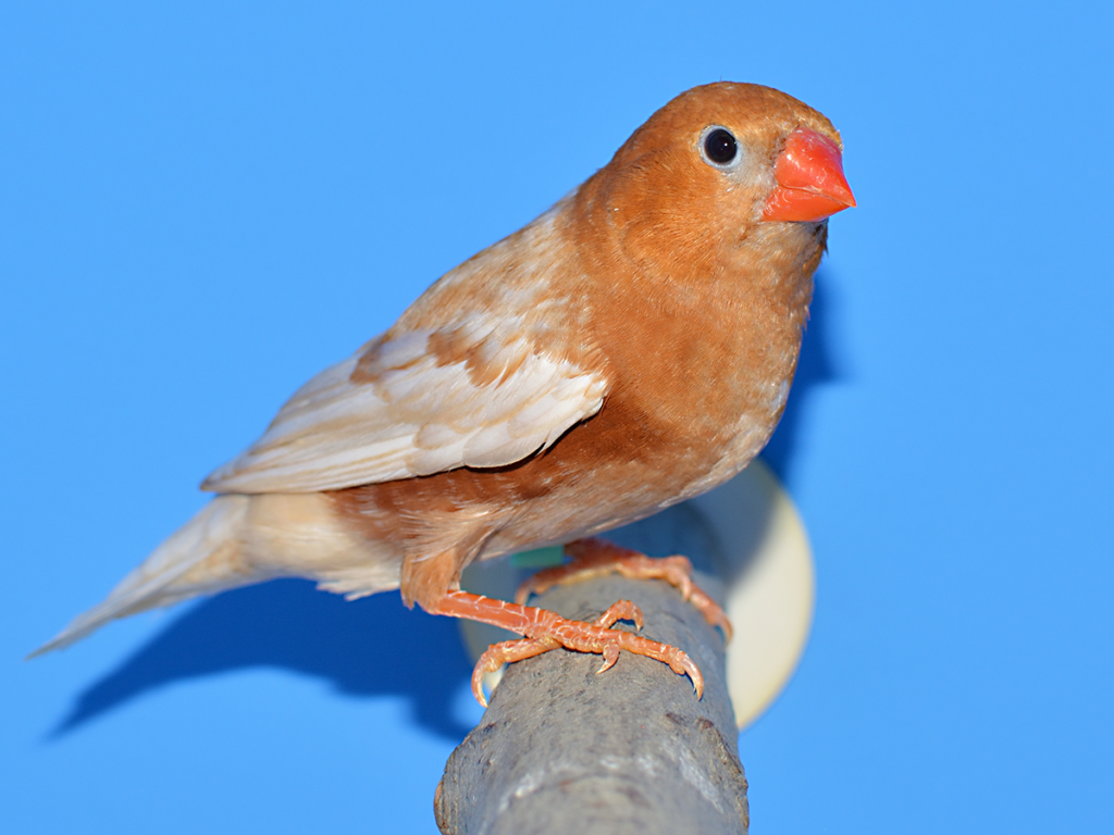 ⑤キンカ鳥:色変わり首席