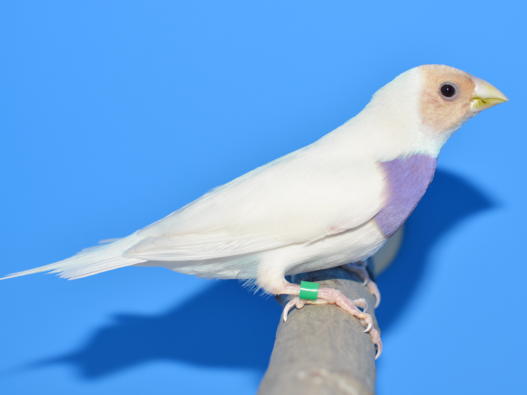 ③胡錦鳥色変わり:ブルー首席