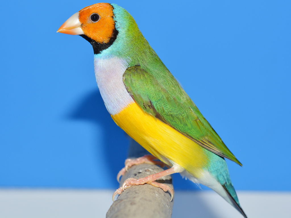 胡錦鳥:ノーマル首席