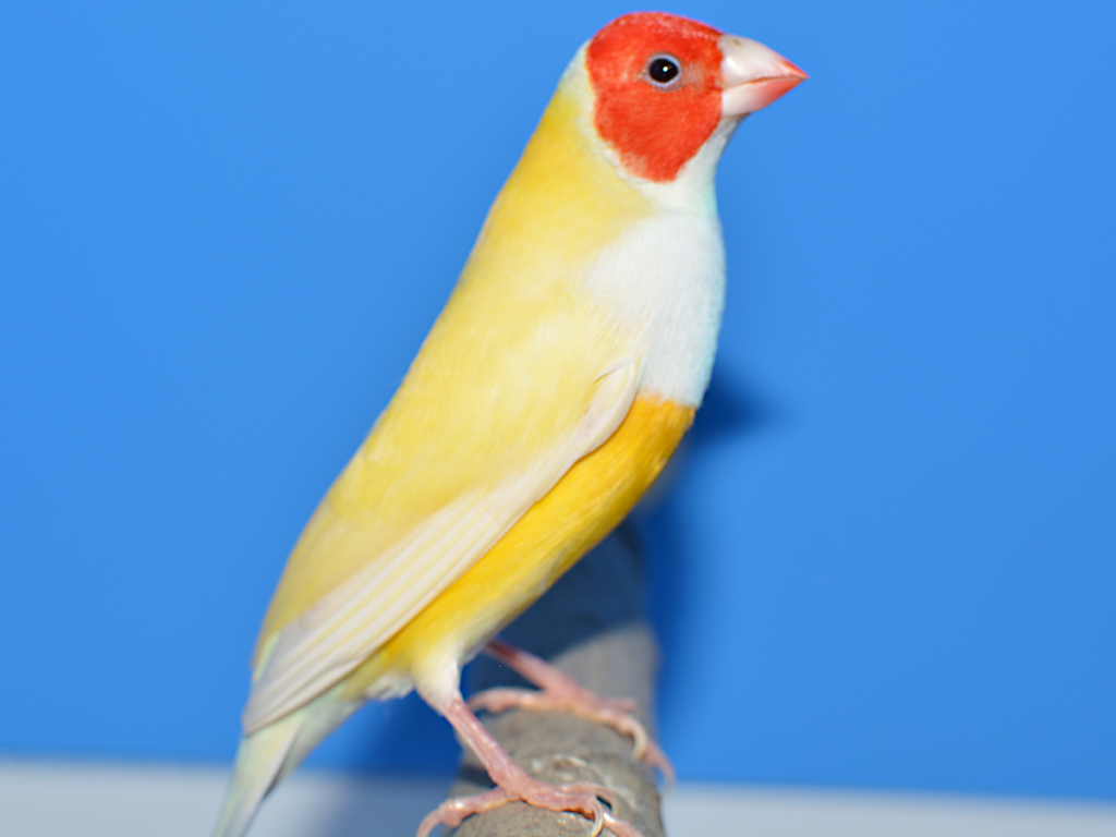 ②胡錦鳥色変わり:イエロー首席