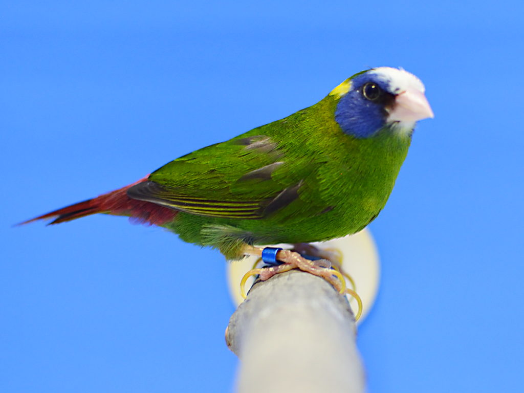⑬パロットフィンチ:オーストラリアフィンチ首席