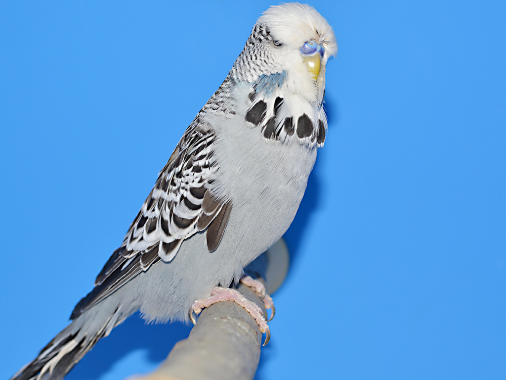 ⑨大型セキセイ首席