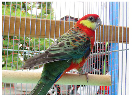 総合優勝：ココノエインコ