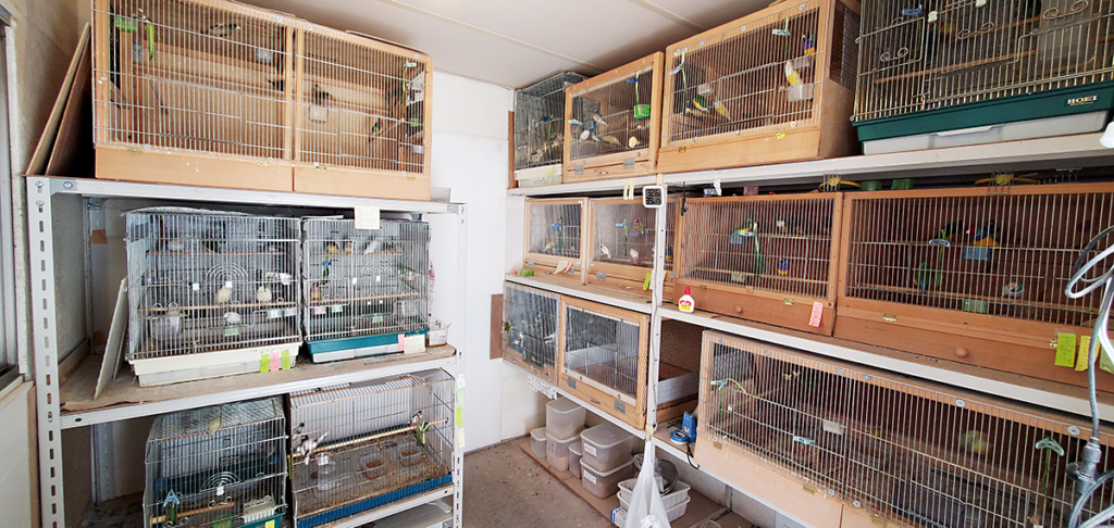 小鳥いい友クラブ内田氏禽舎