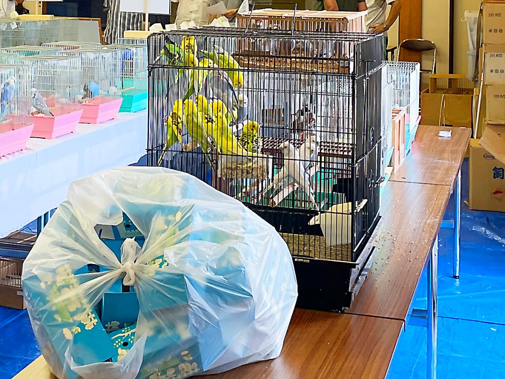 小鳥いい友クラブ品評会