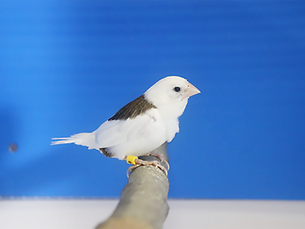 第16回小鳥いい友クラブ品評会和十姉妹(芸物含)の部首席