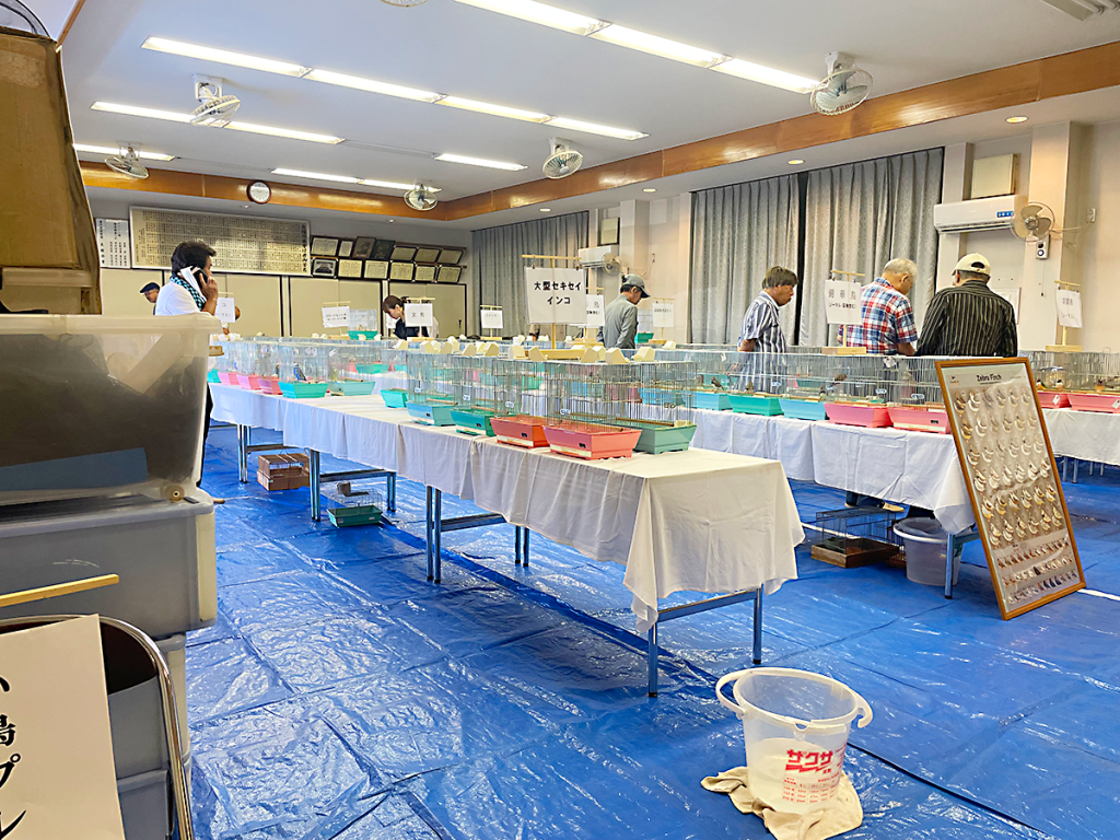 いい友小鳥クラブ品評会会場内部