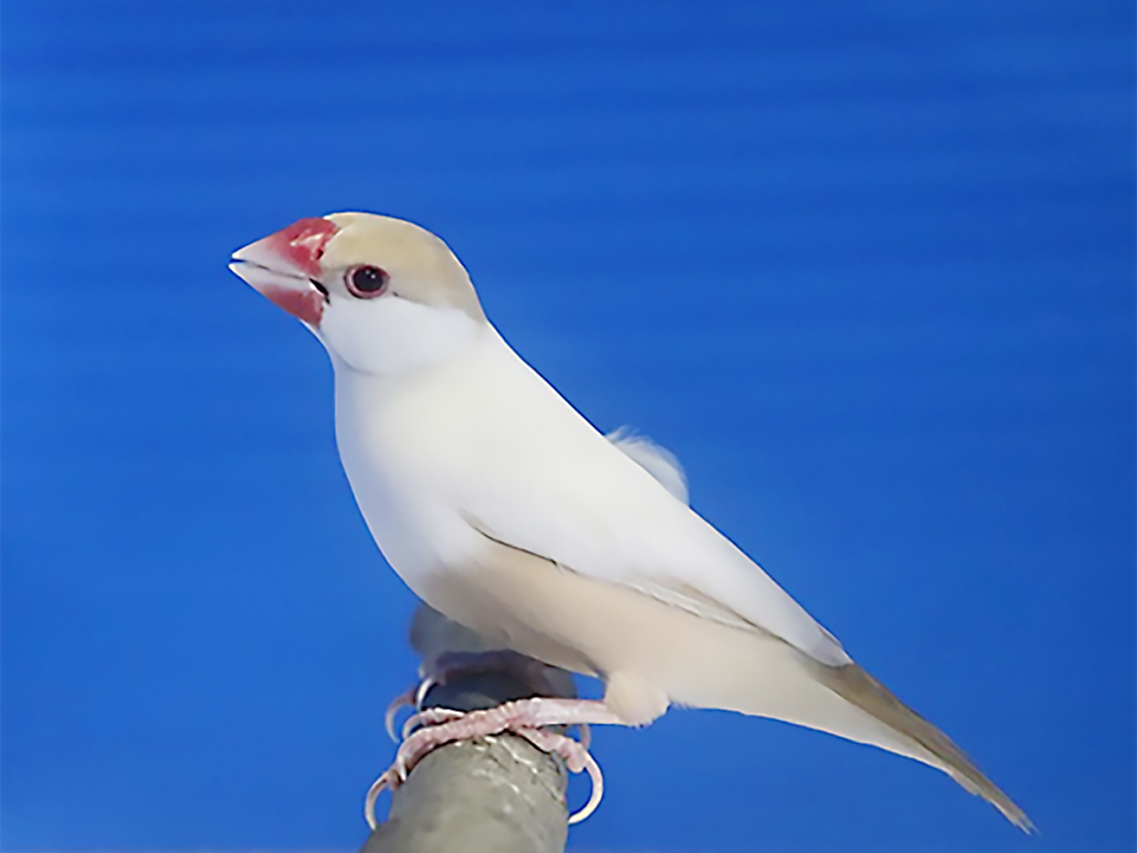 第16回小鳥いい友クラブ品評会文鳥の部首席