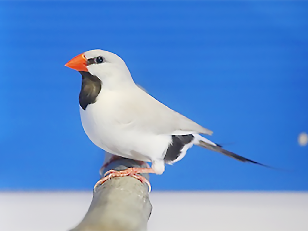 第16回小鳥いい友クラブ品評会その他のフィンチの部首席