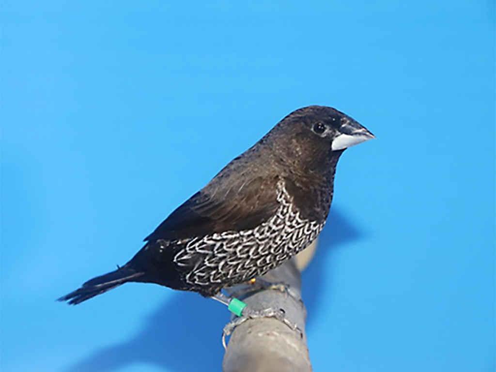 第16回小鳥いい友クラブ品評会ヨーロッパ十姉妹の部首席