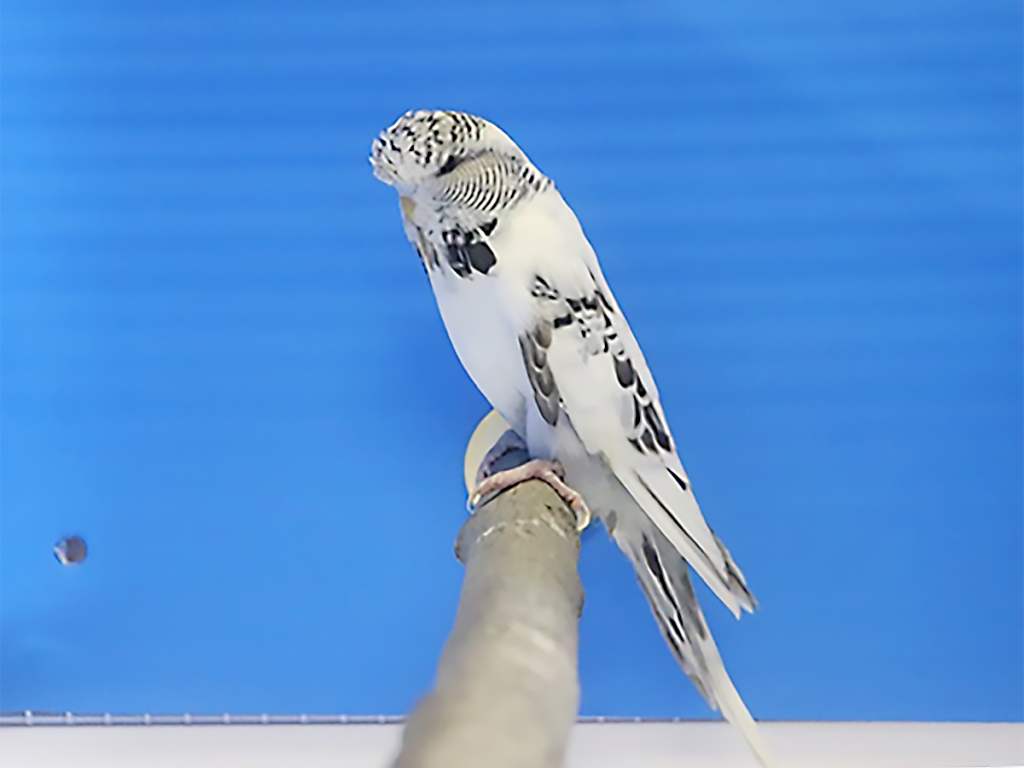 第16回小鳥いい友クラブ品評会大型セキセイの部首席