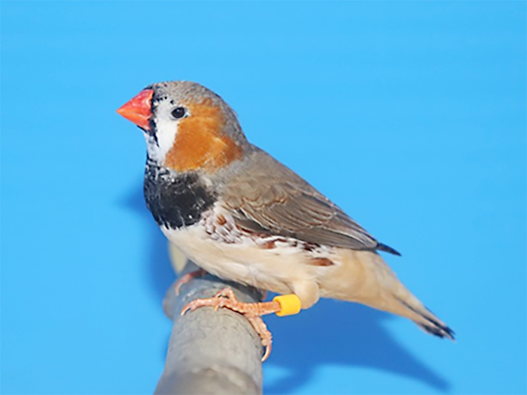 第16回小鳥いい友クラブ品評会キンカチョウ色変わりの部首席