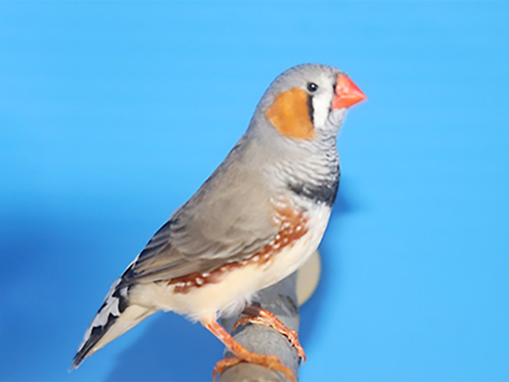 第16回小鳥いい友クラブ品評会ノーマルキンカチョウの部首席