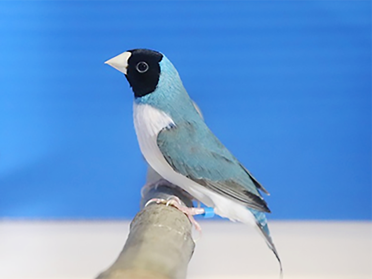 第16回小鳥いい友クラブ品評会総合優勝＆コキンチョウ色変わりの部首席：藤原末男