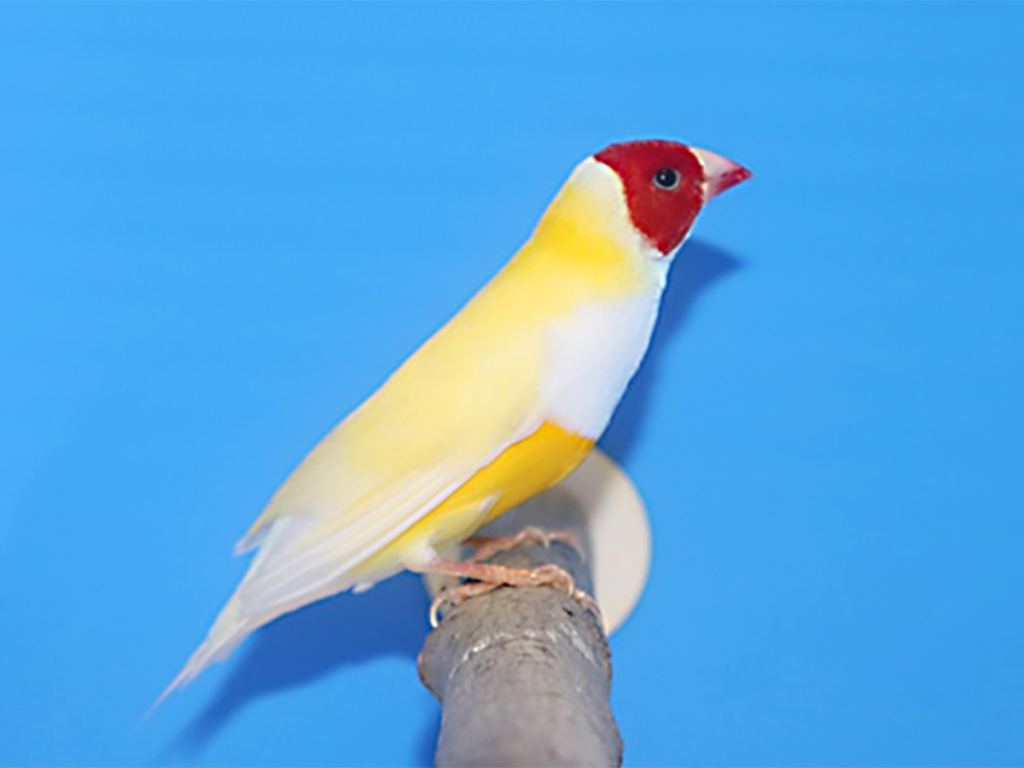 第16回小鳥いい友クラブ品評会イエローコキンチョウの部首席