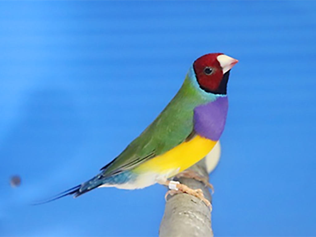 第16回小鳥いい友クラブ品評会ノーマルコキンチョウの部首席