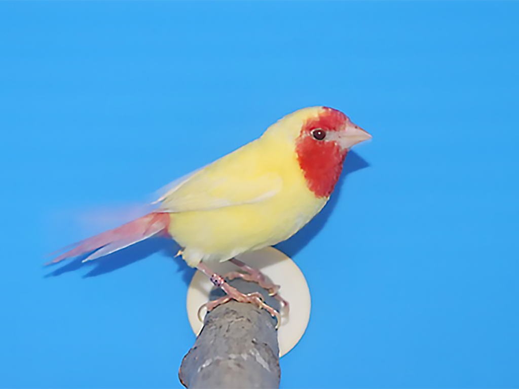 第16回小鳥いい友クラブ品評会パロットフィンチの部首席