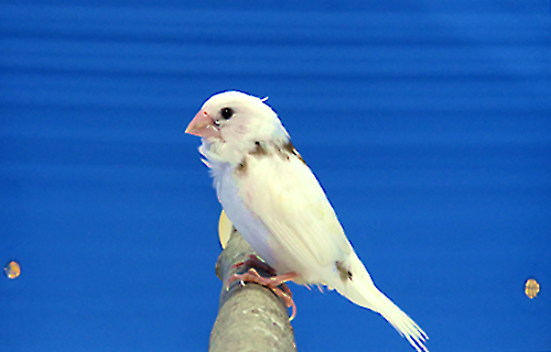 第17回小鳥いい友クラブ品評会・ジュウシマツ首席の写真