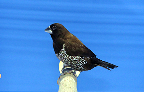 第17回小鳥いい友クラブ品評会・ヨーロッパジュウシマツ首席の写真