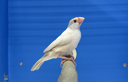 第17回小鳥いい友クラブ品評会・文鳥首席の写真