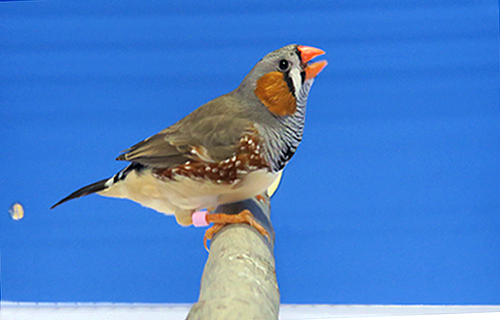 第17回小鳥いい友クラブ品評会・キンカチョウノーマル首席の写真