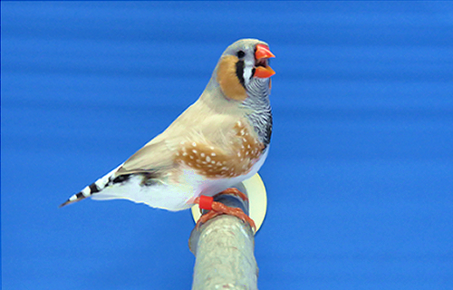 第17回小鳥いい友クラブ品評会・キンカチョウ色変わり首席の写真