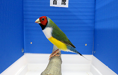 第17回小鳥いい友クラブ品評会・コキンチョウノーマル首席の写真