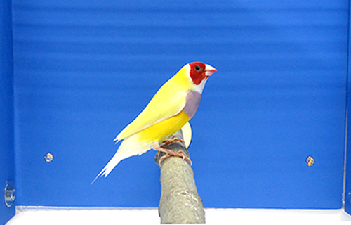 第17回小鳥いい友クラブ品評会・コキンチョウイエロー首席の写真