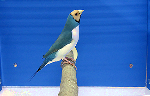 第17回小鳥いい友クラブ品評会・コキンチョウブルー首席の写真