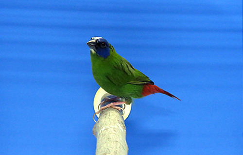 第17回小鳥いい友クラブ品評会・パロットフィンチ首席の写真